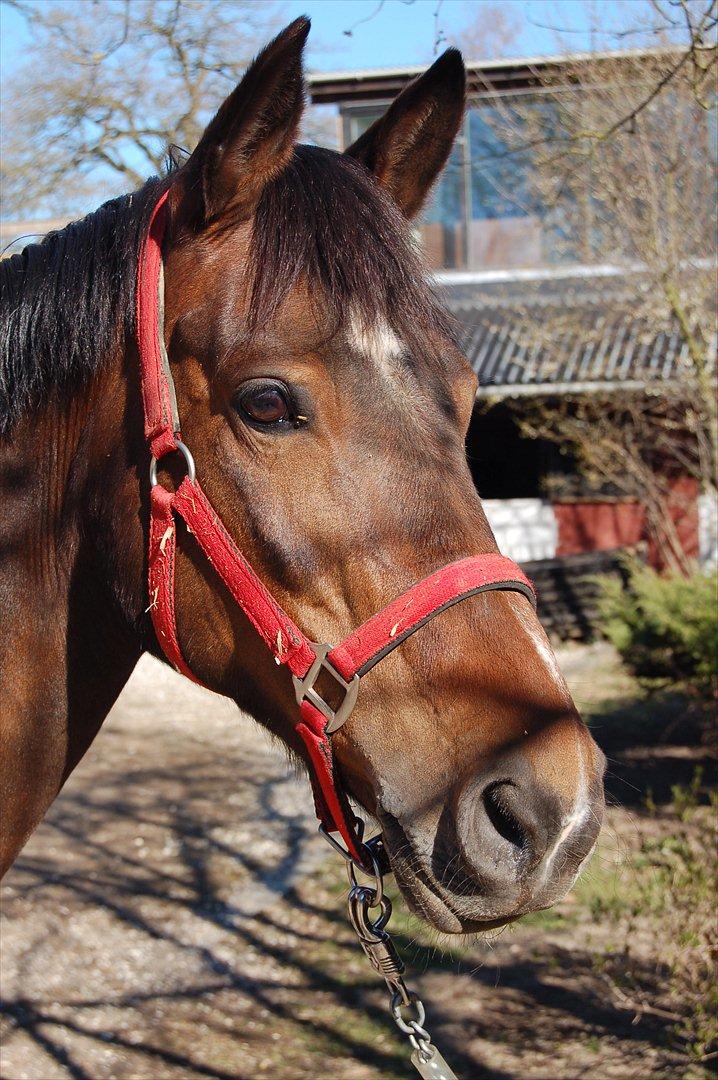 Tysk Sportspony Nixe Noel ( Noa) <3 - Noa <3 billede 4