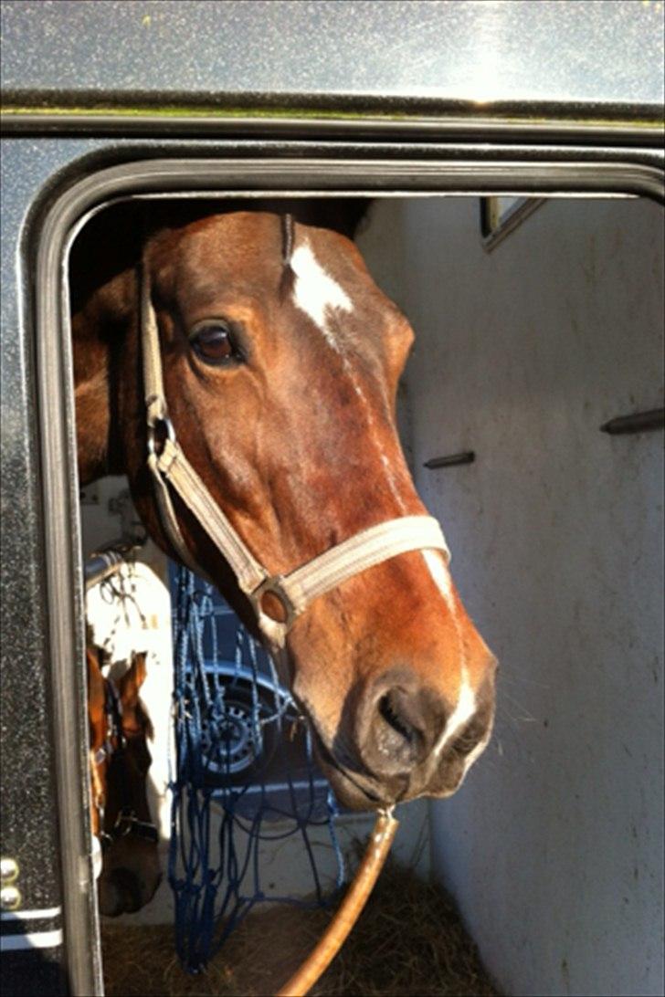 Tysk Sportspony Nixe Noel ( Noa) <3 - muss billede 5