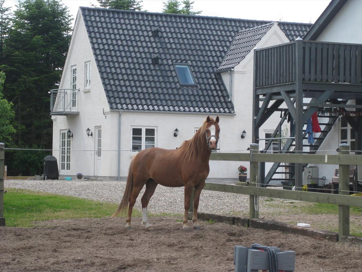 Welsh Mountain (sec A) Rosengårdens Puskas  - Putte min prins!♥ billede 19