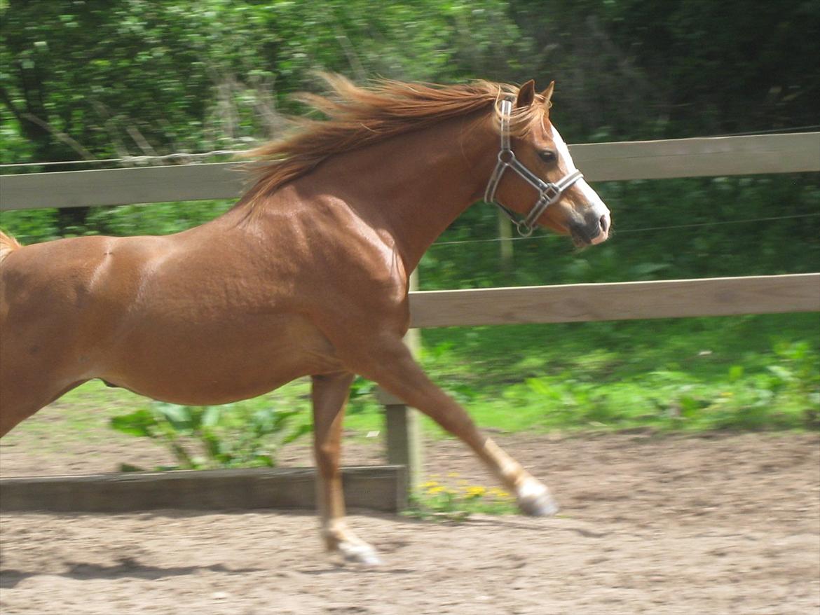 Welsh Mountain (sec A) Rosengårdens Puskas  - You are so beauteful and so sweet!♥
I love you boy!♥ billede 20