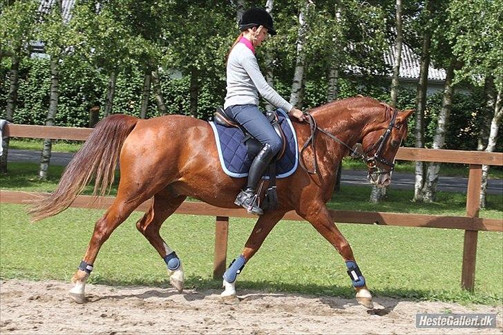 Anden særlig race O'malley billede 16