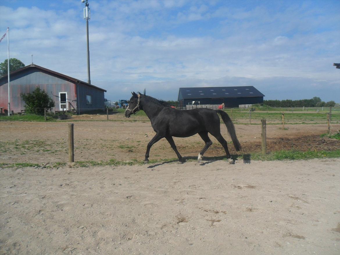 Tysk Sportspony Akrobatin S - NYT! Akro på banen:) Dejlige Pony!<3:) billede 18