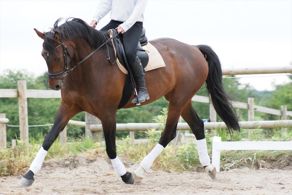 Knabstrupper Askgaardens Gry billede 1