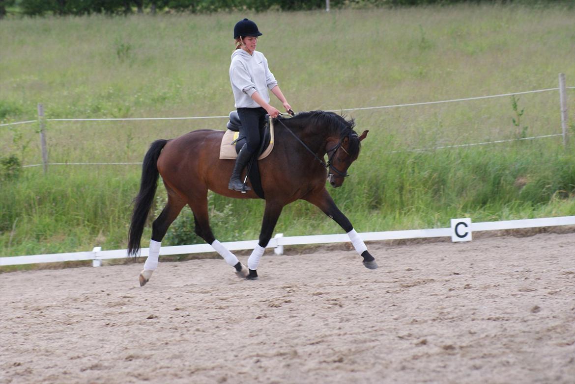 Knabstrupper Askgaardens Gry billede 2