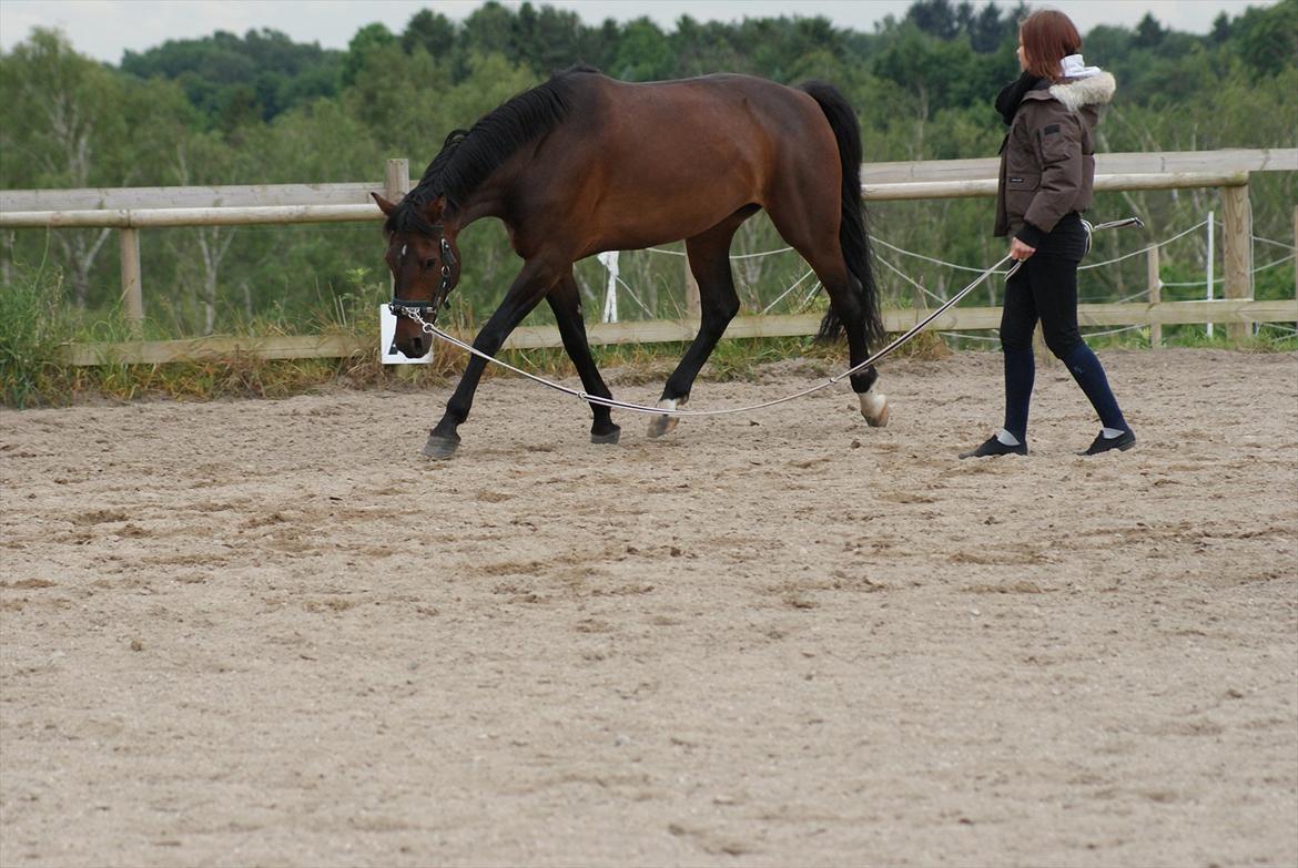 Knabstrupper Askgaardens Gry billede 3