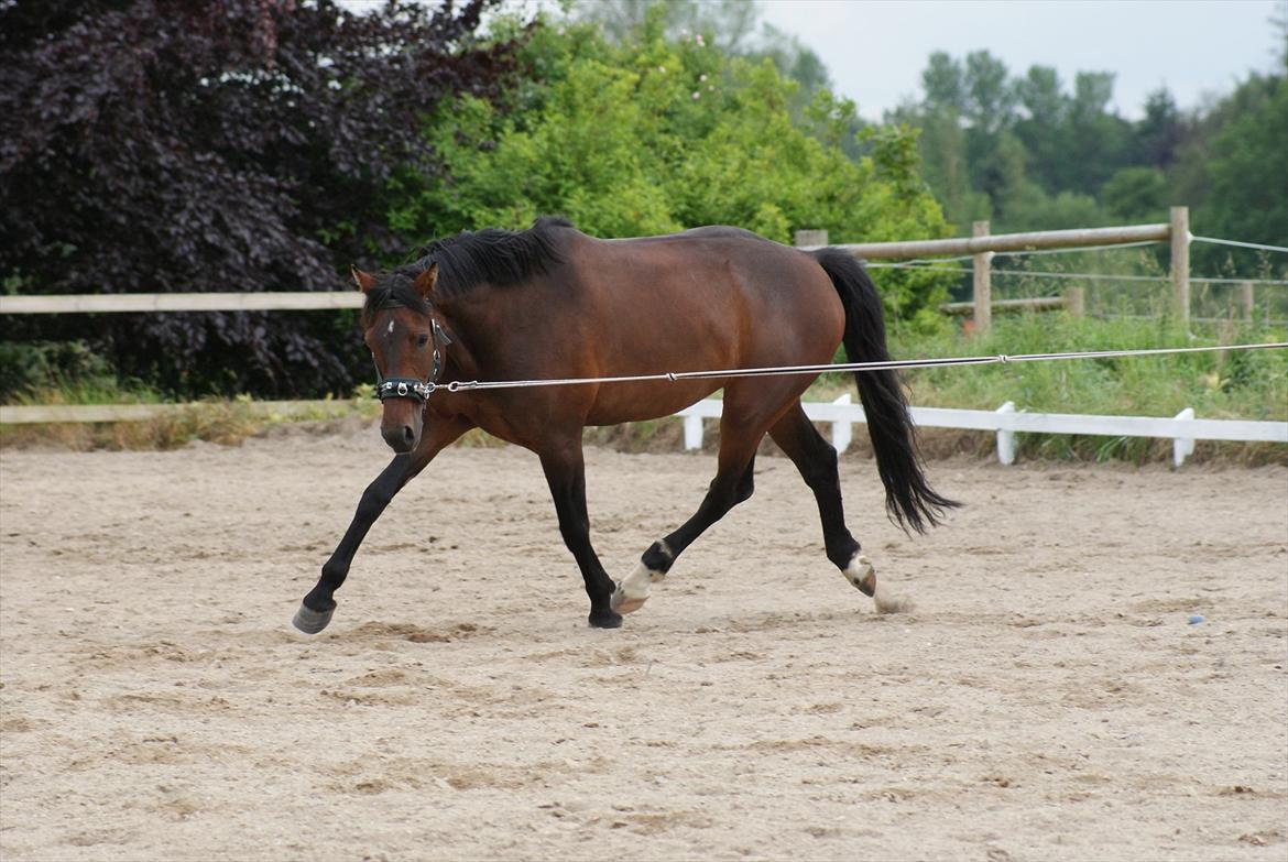 Knabstrupper Askgaardens Gry billede 4