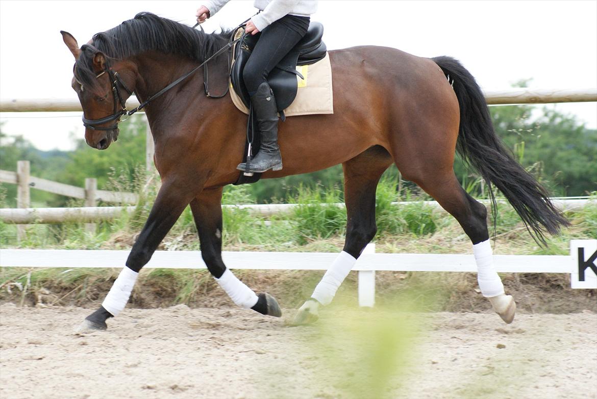 Knabstrupper Askgaardens Gry billede 5