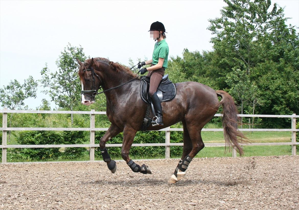 Dansk Varmblod Dana billede 2