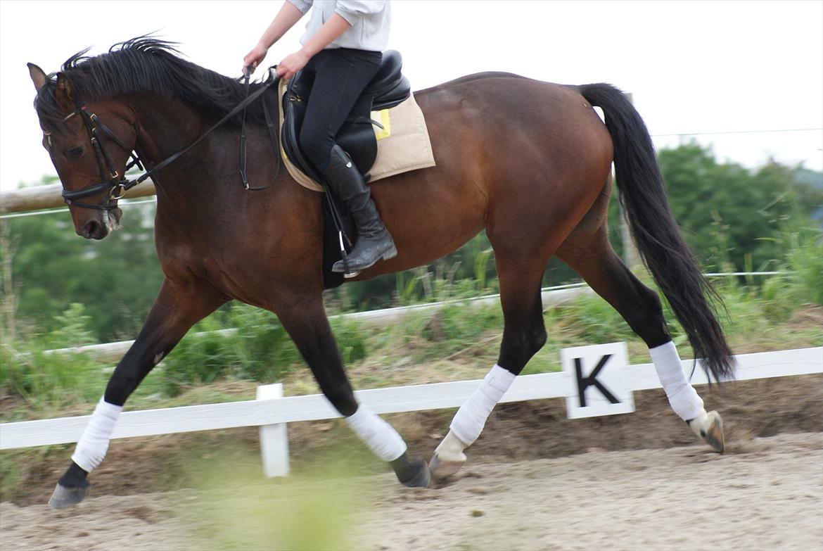 Knabstrupper Askgaardens Gry billede 6