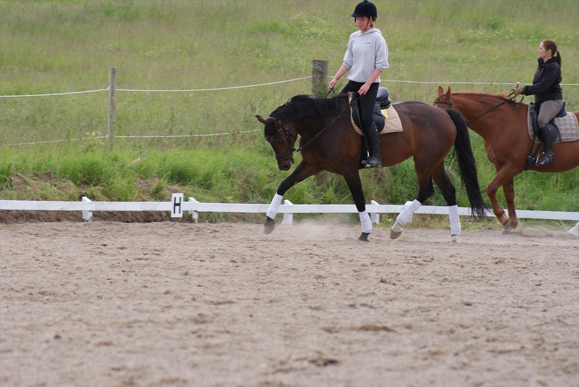 Knabstrupper Askgaardens Gry billede 7