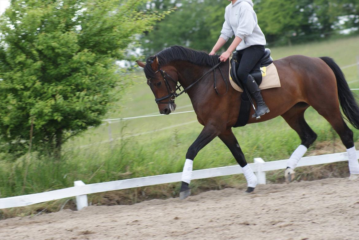 Knabstrupper Askgaardens Gry billede 8