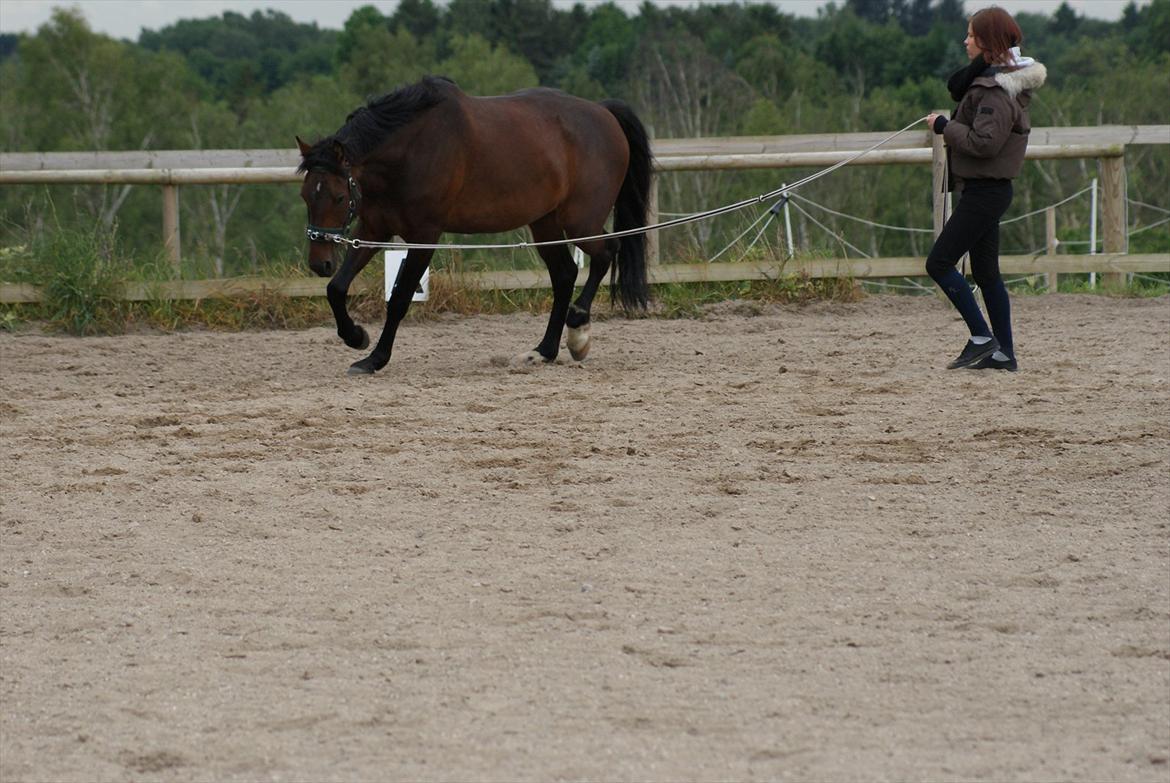 Knabstrupper Askgaardens Gry billede 9