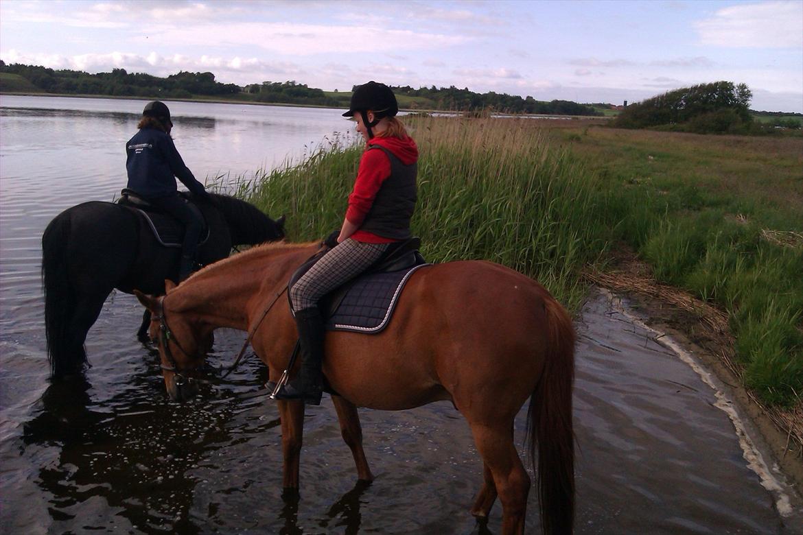 Anden særlig race Chivas [Har redet] - I kilen sammen :) billede 19