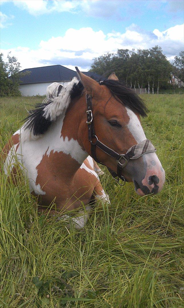 Pinto Mia Maja billede 16