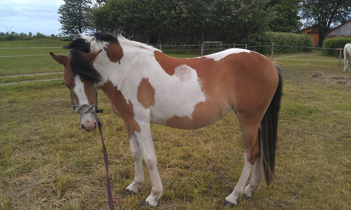 Pinto Mia Maja billede 17