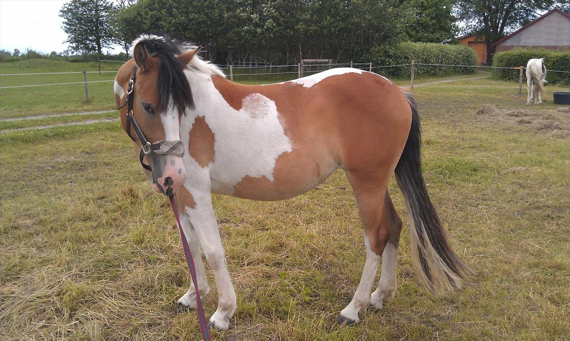 Pinto Mia Maja - Sommer 2012 billede 19