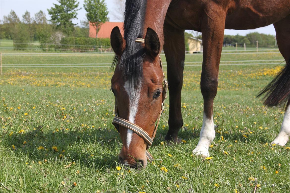 DSP Stald PR's Paula billede 13