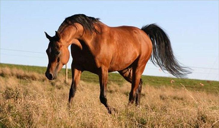 Arabisk fuldblod (OX) MB Karatt - Velkommen til Karatts profil billede 2