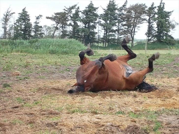 Dansk Varmblod Kira [LÅNEHEST jeg havde i 2012] - En velfortjent rulletur efter en go gang ridning...! billede 15