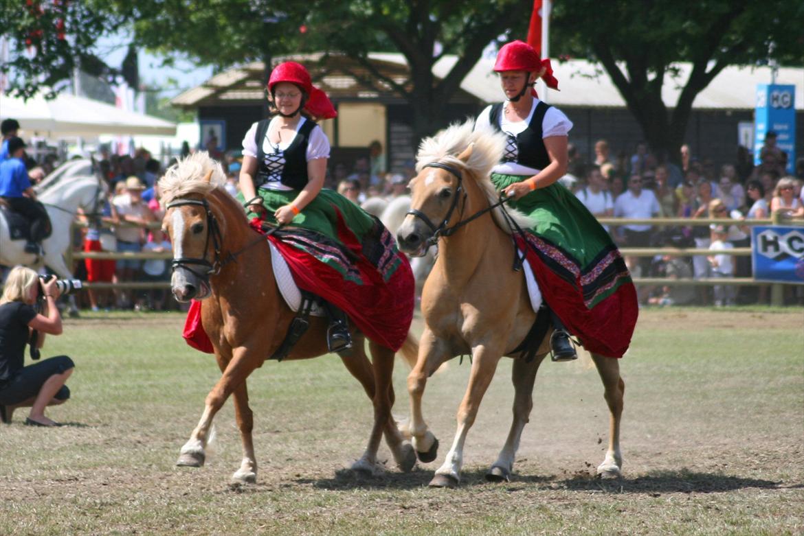 Haflinger Resi Kastanjegård billede 5