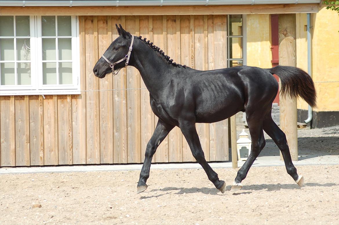 Oldenborg Bjerregravs Bogart *solgt* - 1 års fødselsdag billede 11
