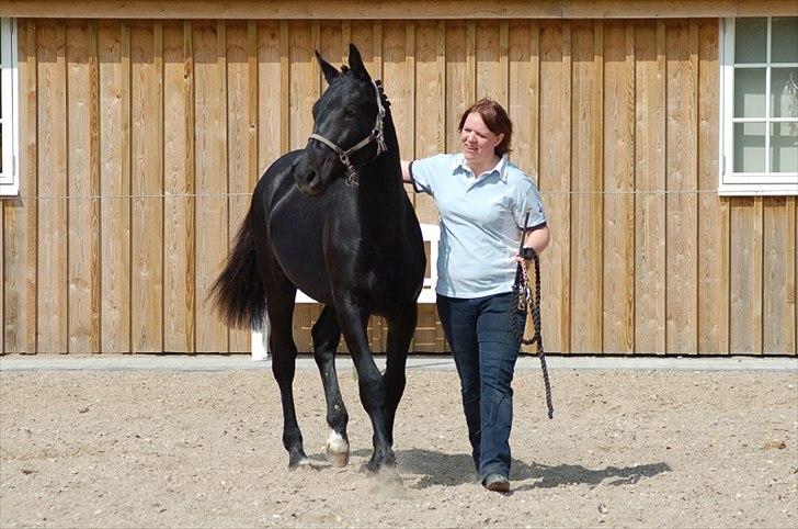 Oldenborg Bjerregravs Bogart *solgt* - 1 års fødselsdag billede 12