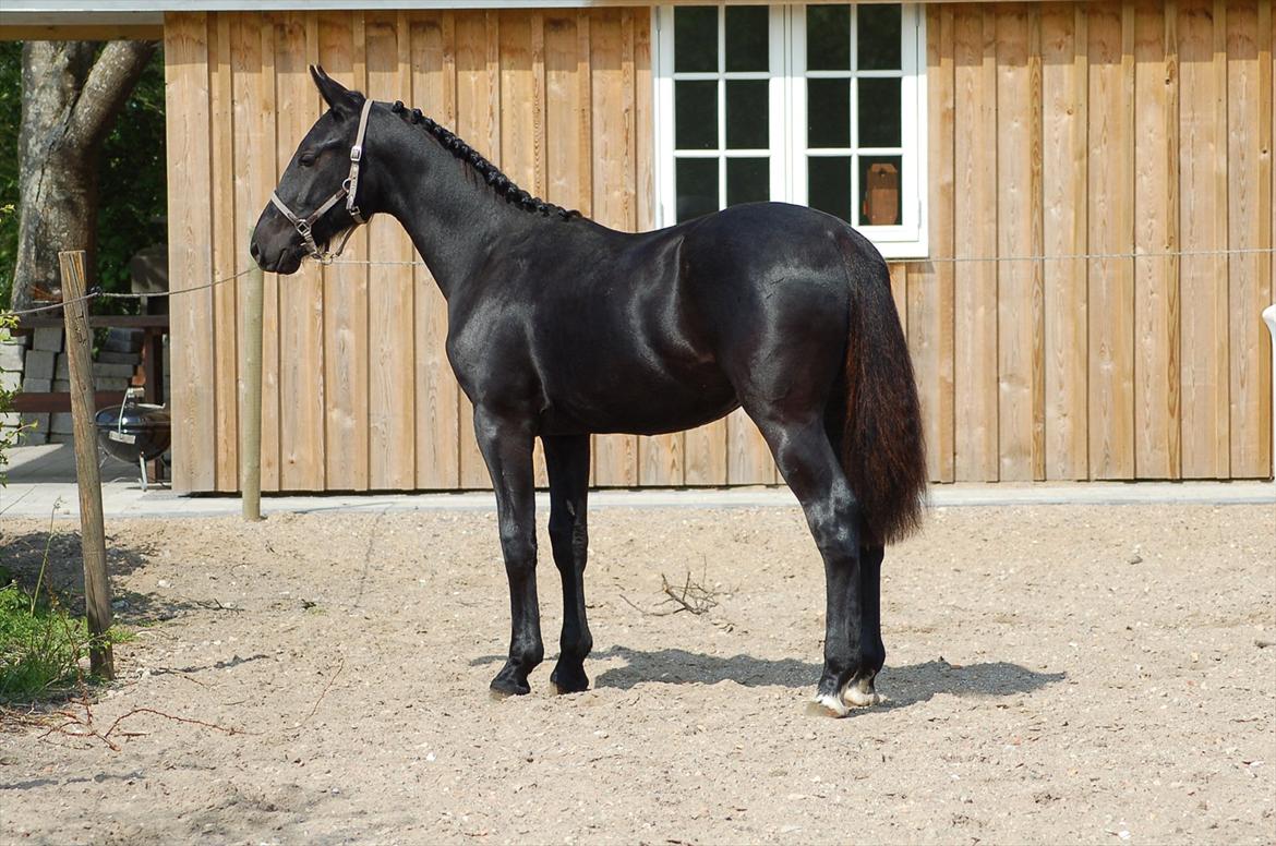 Oldenborg Bjerregravs Bogart *solgt* - 1 års fødselsdag billede 13