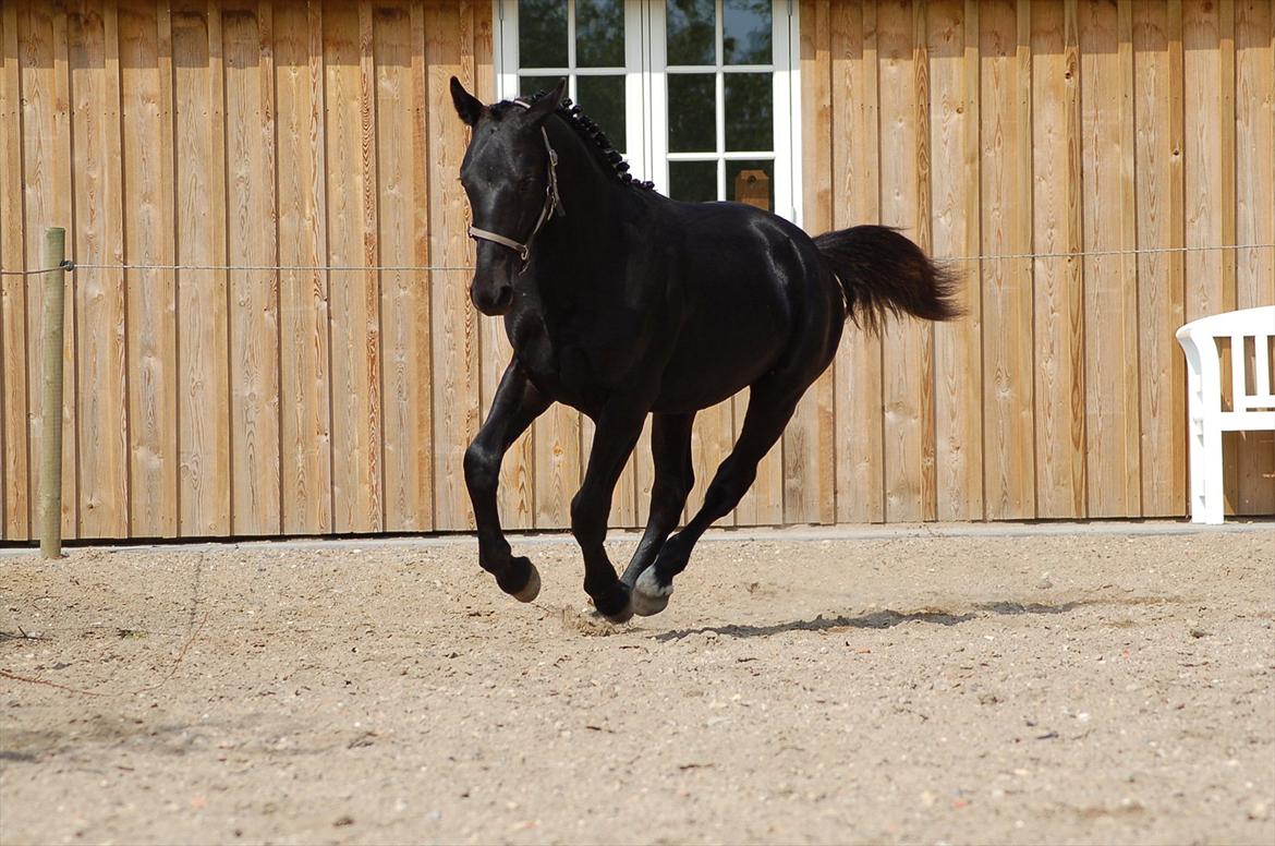 Oldenborg Bjerregravs Bogart *solgt* - 1 års fødselsdag billede 14