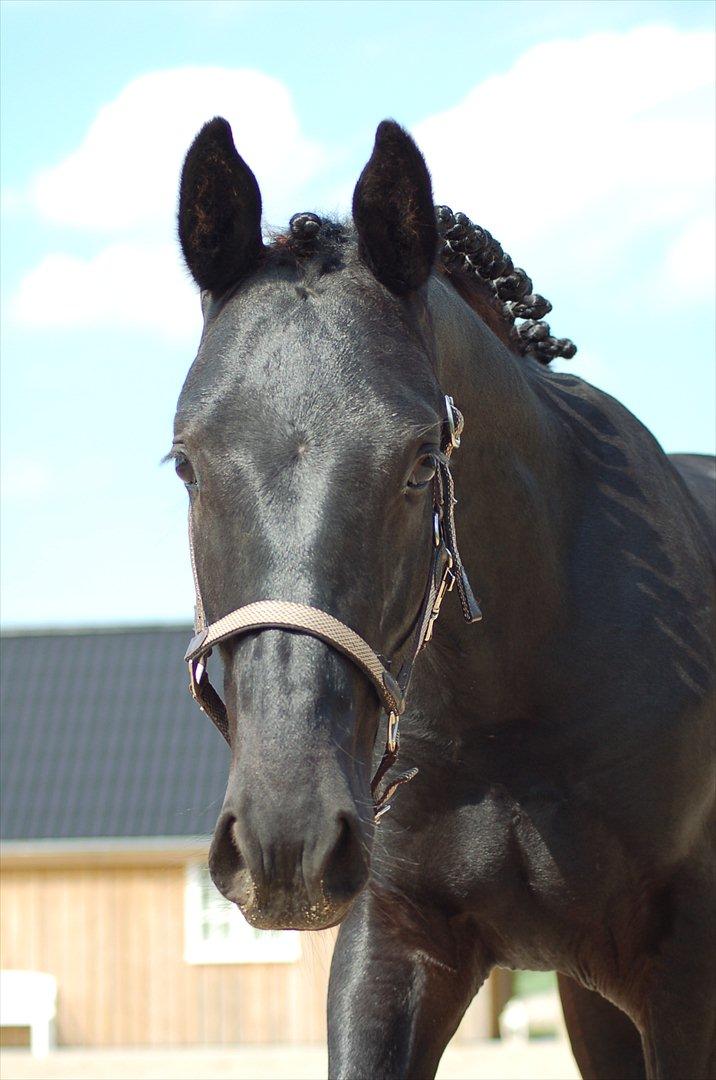 Oldenborg Bjerregravs Bogart *solgt* - 1 års fødselsdag billede 15