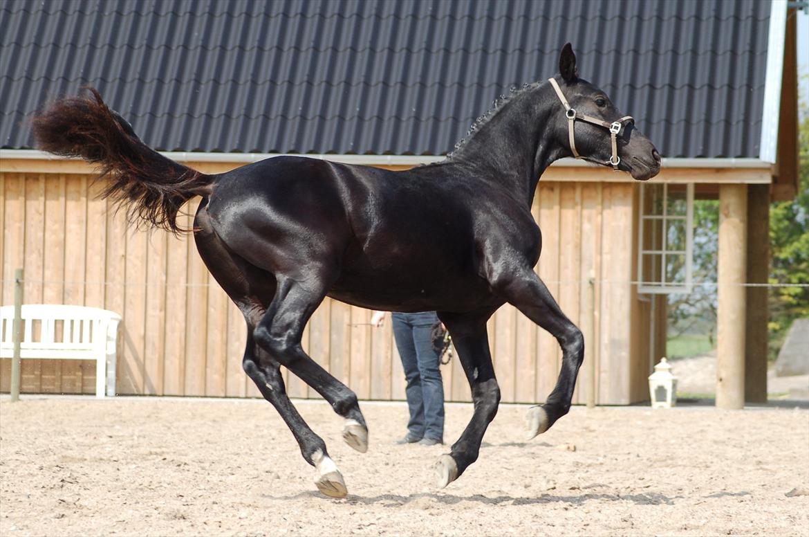 Oldenborg Bjerregravs Bogart *solgt* - 1 års fødselsdag billede 16