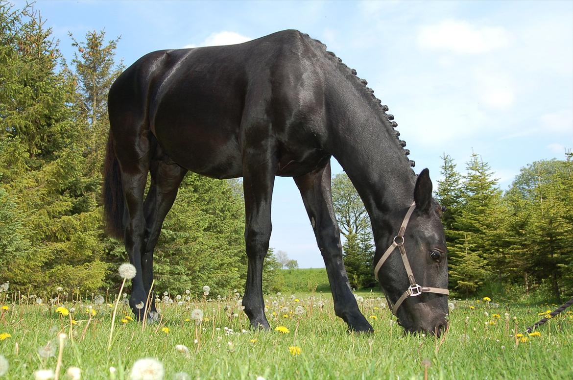 Oldenborg Bjerregravs Bogart *solgt* - 1 års fødselsdag billede 17