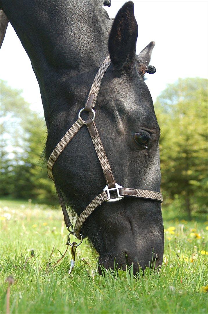 Oldenborg Bjerregravs Bogart *solgt* billede 1