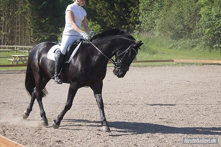 Anden særlig race Medomgårds Malle (Pensioneret) billede 16