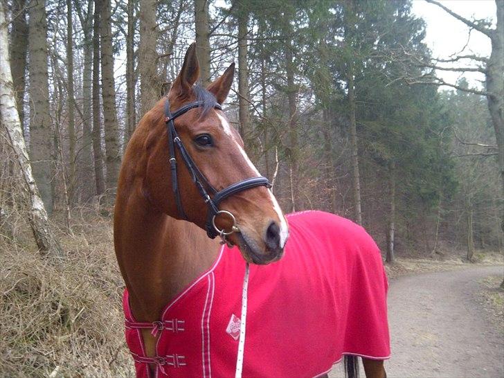 Dansk Varmblod Beaujolais - Der er jo nogle der løber ture med deres hunde, men da jeg ikke har nogen hund, så løber jeg en tur med min hest :-D ♥ billede 19