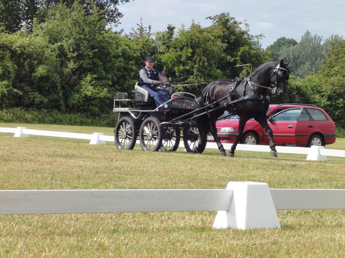 Frieser Tamke af søndergård billede 14
