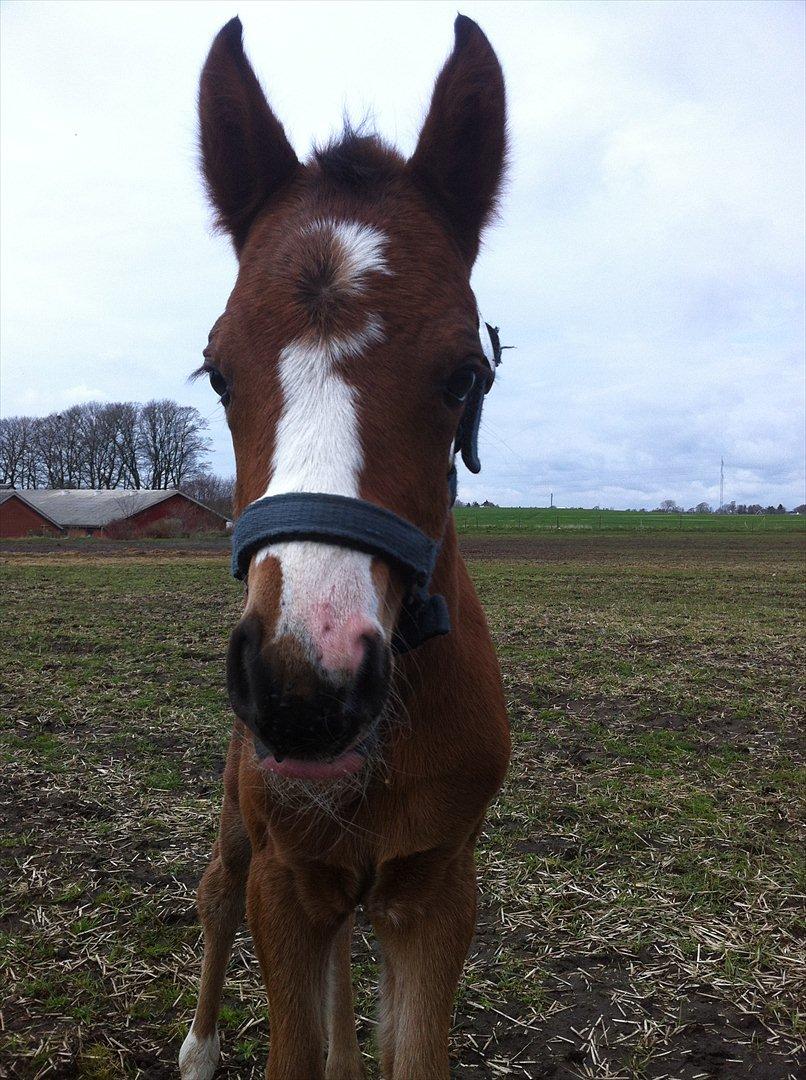 DSP LGM Born to be Charming billede 1