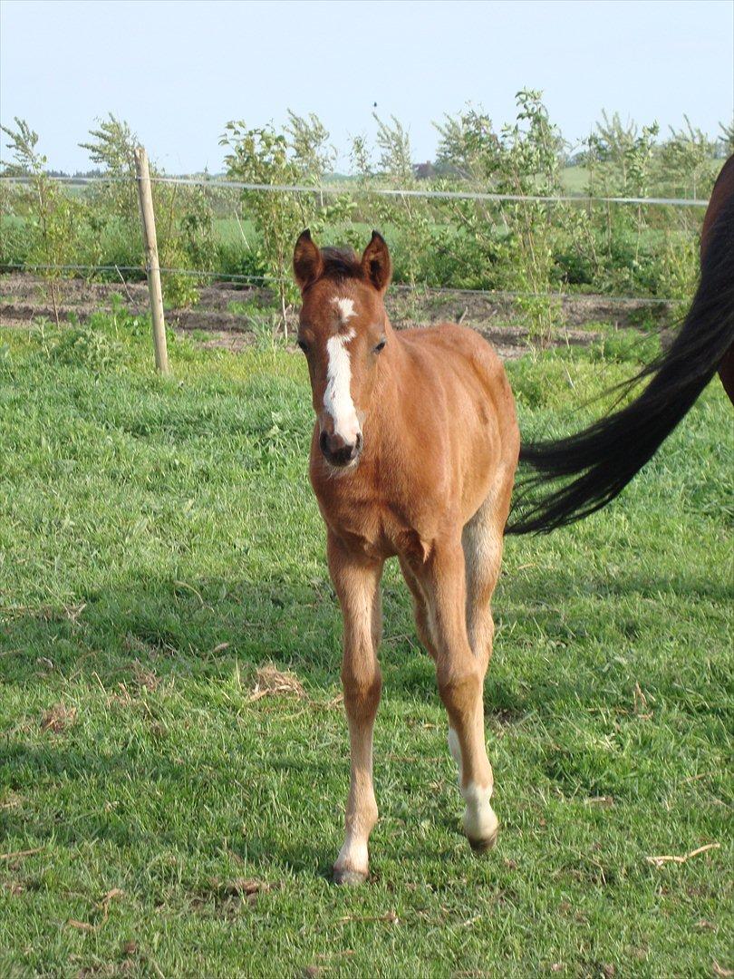 DSP LGM Born to be Charming billede 2