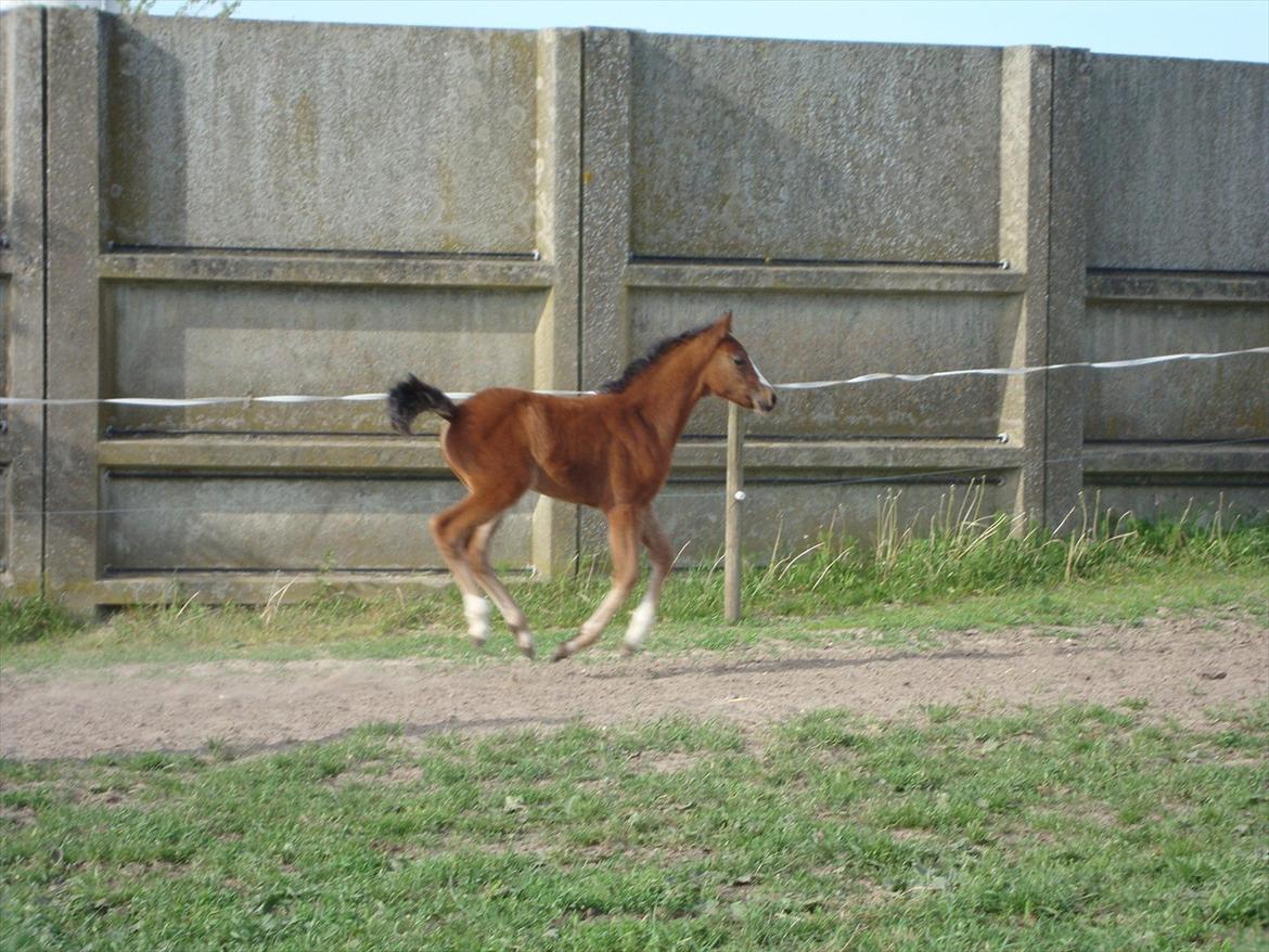 DSP LGM Born to be Charming billede 3