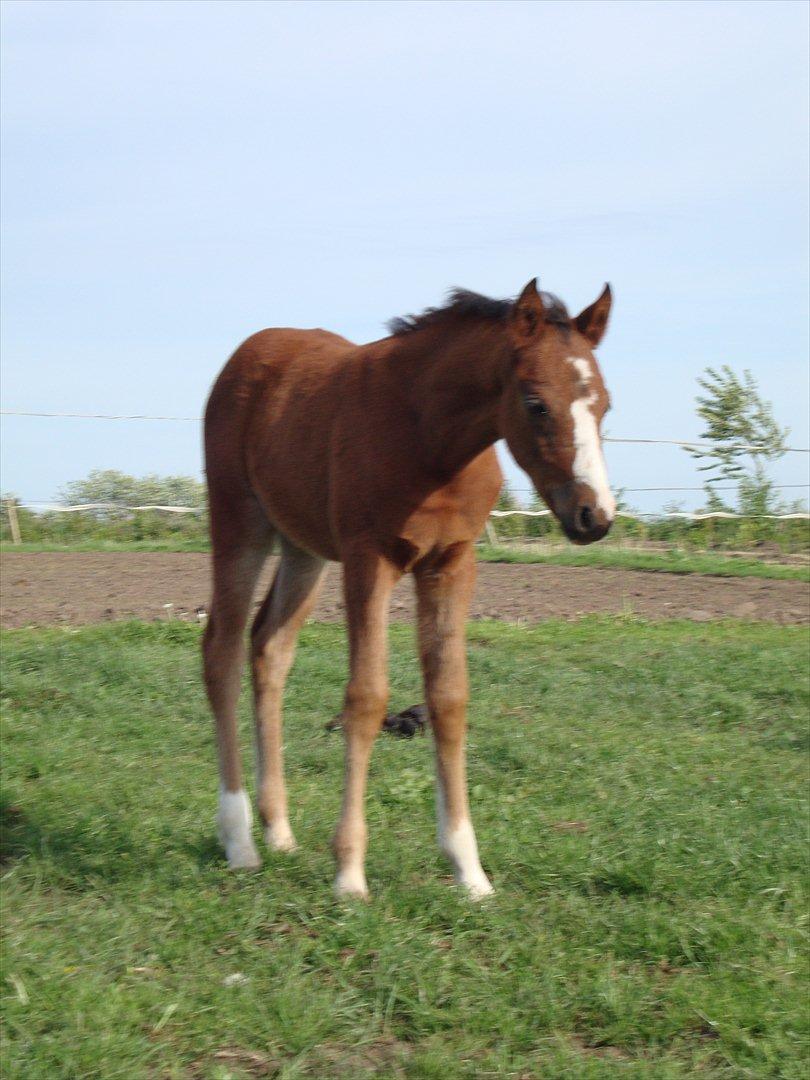 DSP LGM Born to be Charming billede 4