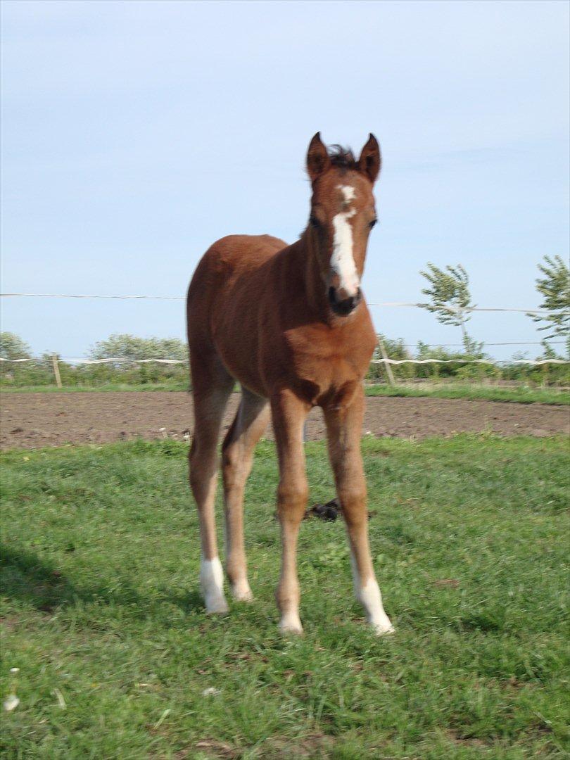 DSP LGM Born to be Charming billede 5