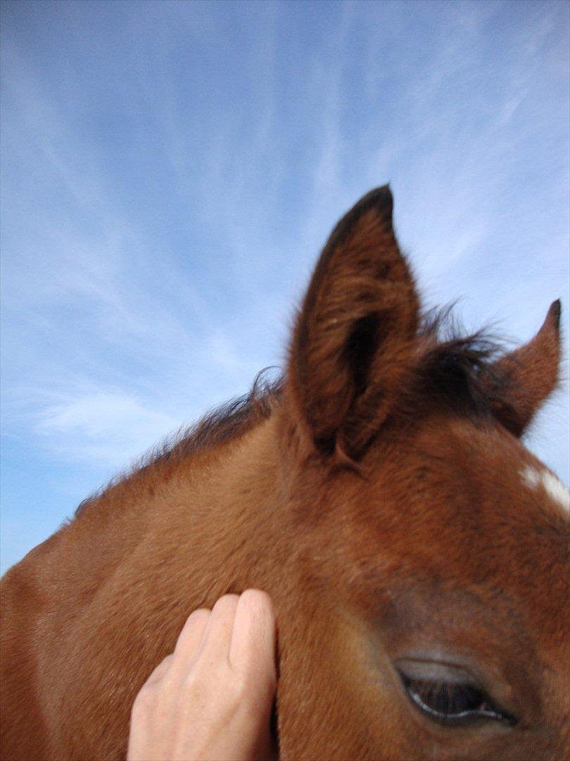 DSP LGM Born to be Charming billede 6