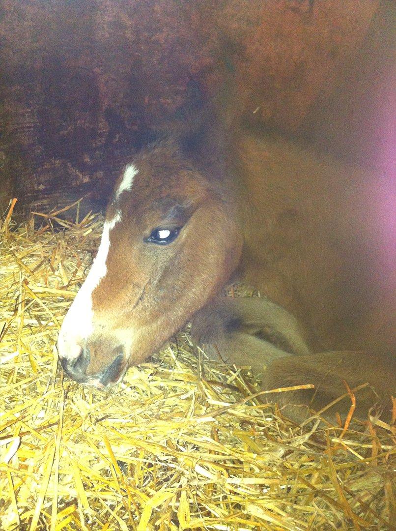 DSP LGM Born to be Charming billede 8