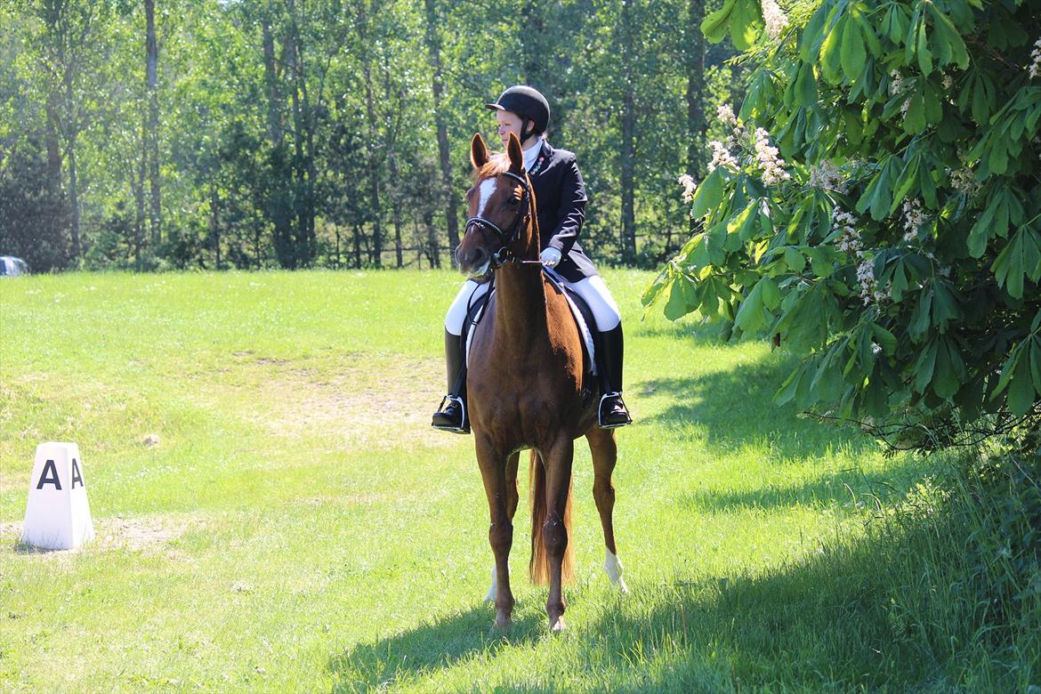 Dansk Varmblod Limone - Odsherred Rideklub, Maj 2012  - © Michelle Reinback Nielsen billede 9