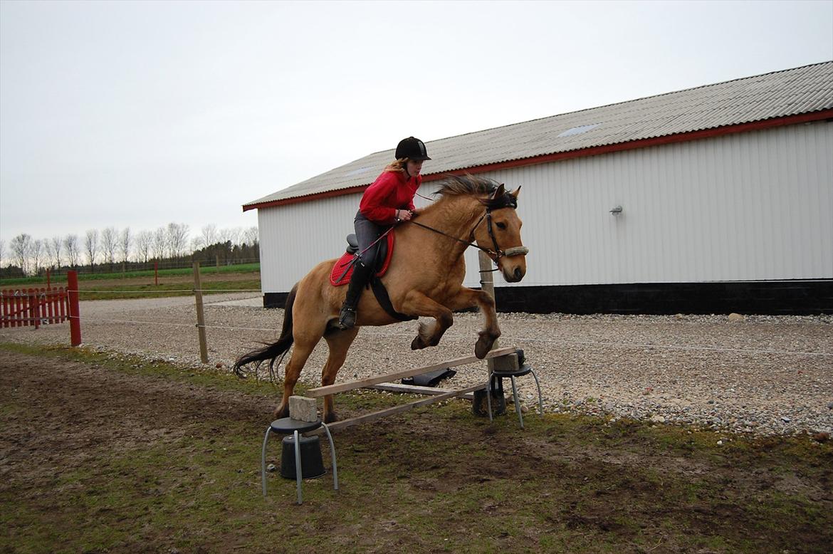 Anden særlig race Samson - 2012  billede 13