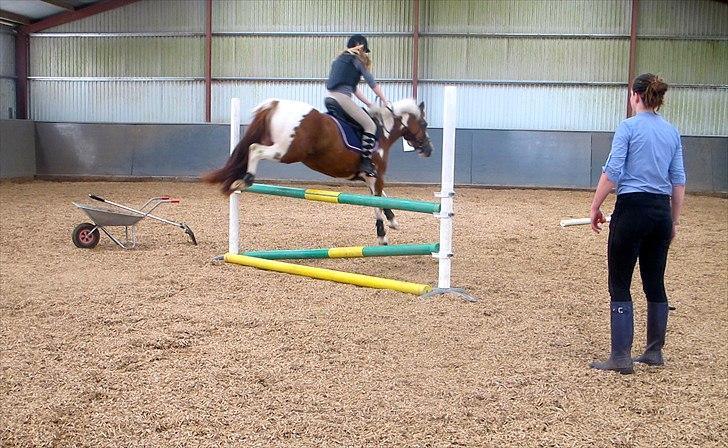 Anden særlig race Sheeba - ca. 80 cm billede 4