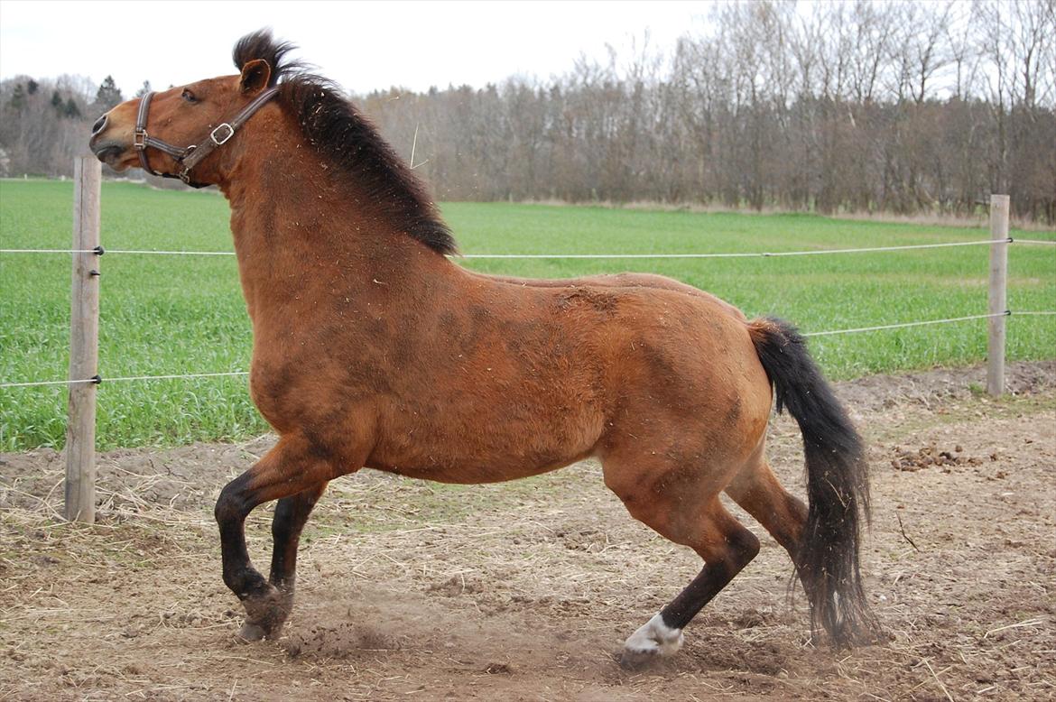 Anden særlig race Flicka billede 11