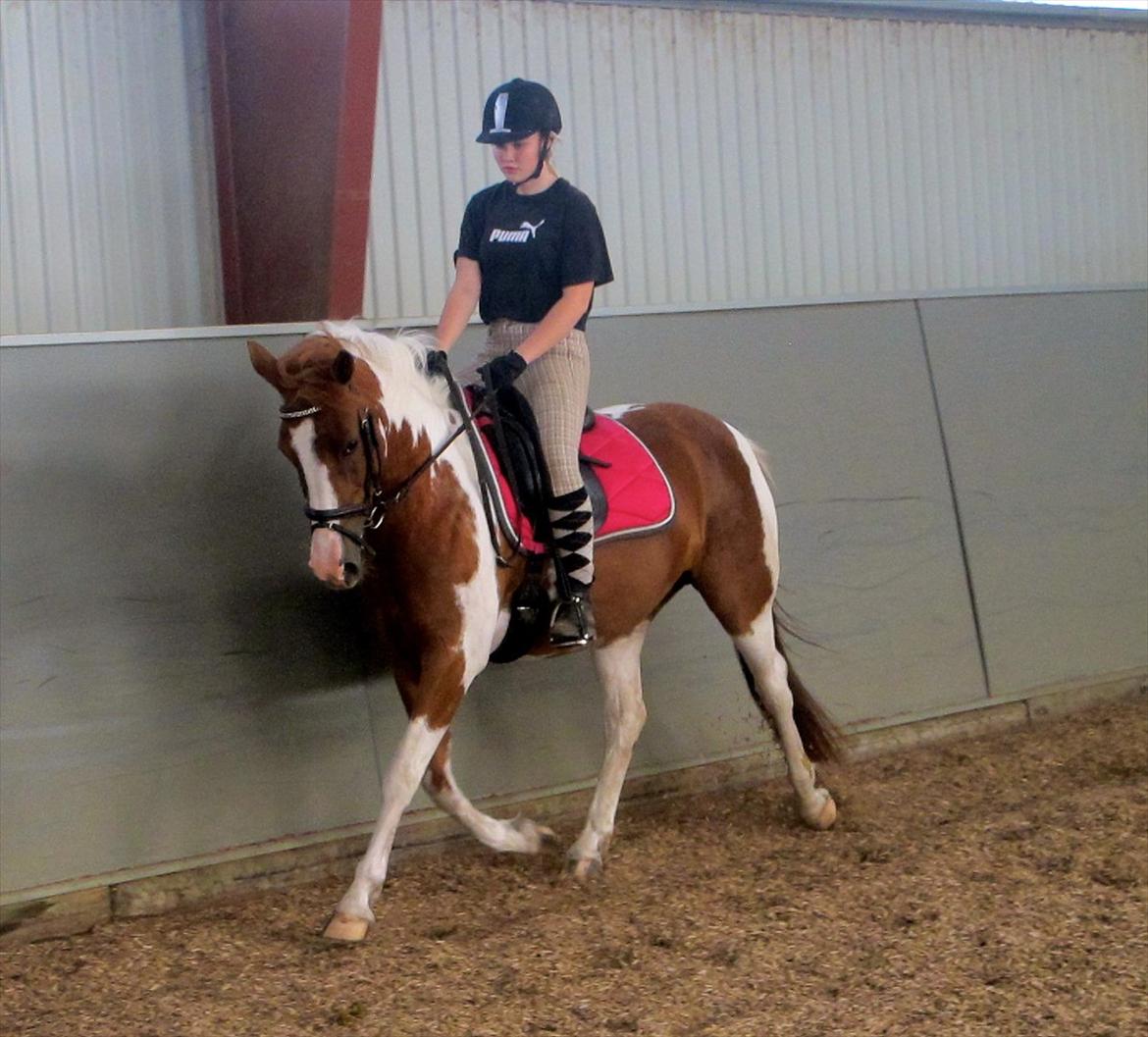 Anden særlig race Sheeba billede 18