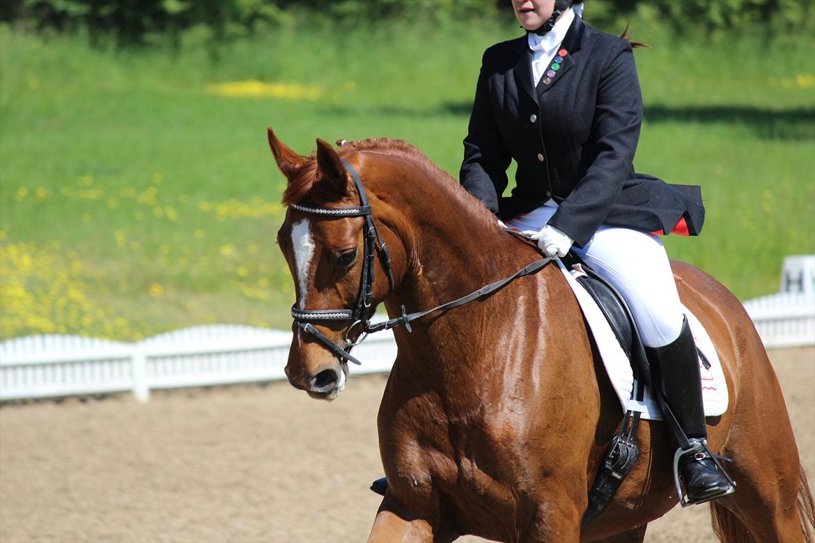 Dansk Varmblod Limone - Odsherred Rideklub, Maj 2012  - © Michelle Reinback Nielsen billede 11