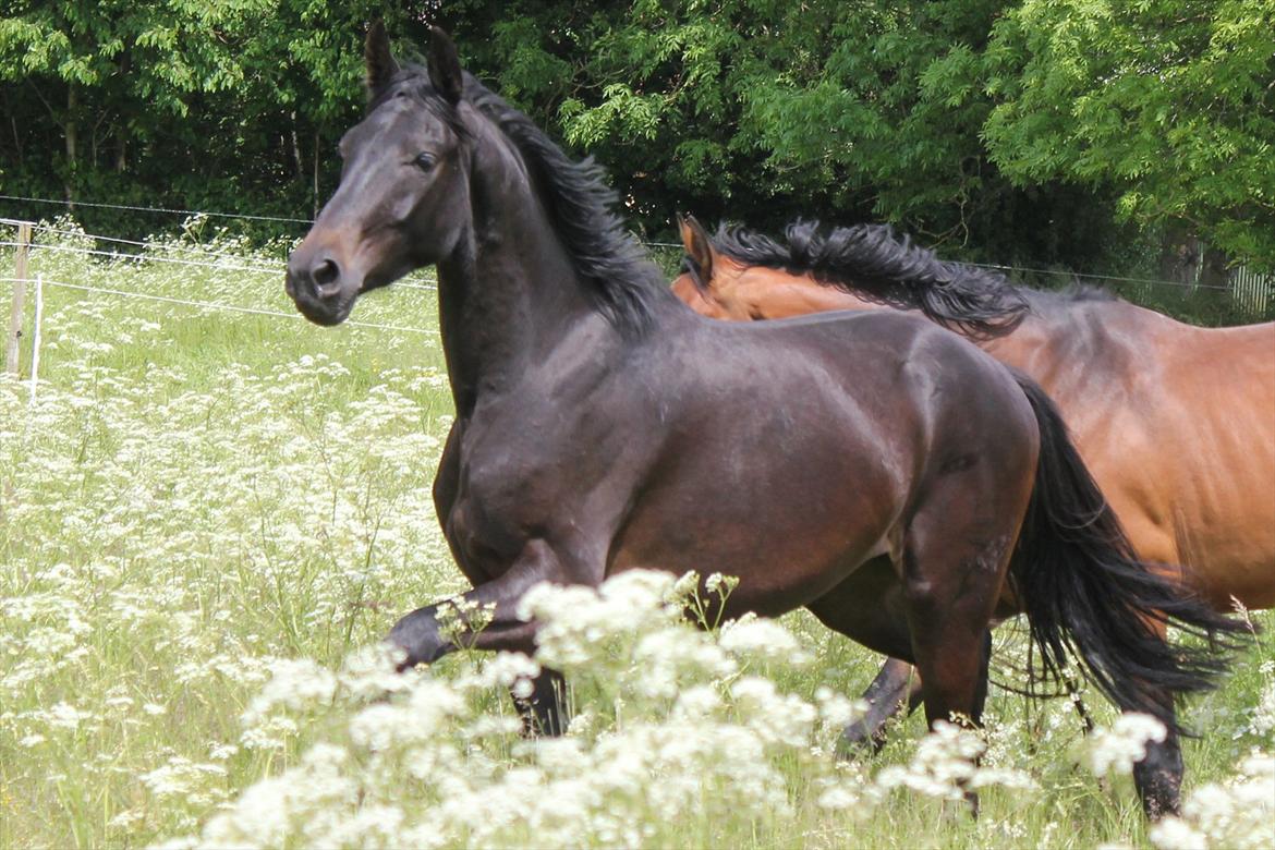 Dansk Varmblod Extrem billede 10