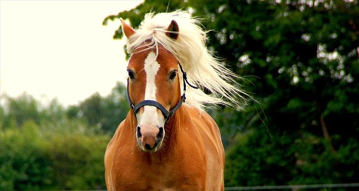 Haflinger Nasti-D HAH 25 AVLSHINGST - sommer 2012 billede 10